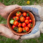 Two people hold a clay bowl filled with freshly harvested cherry tomatoes.