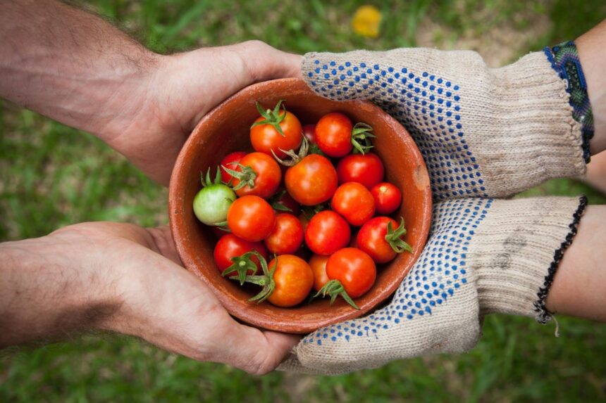 Two people hold a clay bowl filled with freshly harvested cherry tomatoes.