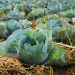 A field of fresh green cabbage heads growing in dark soil.
