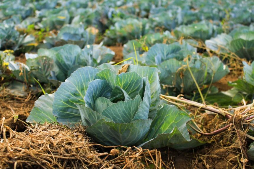 A field of fresh green cabbage heads growing in dark soil.