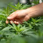 A hand gently touching the leaves of a green cannabis plant.
