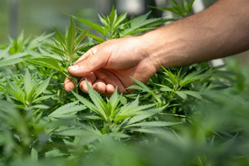 A hand gently touching the leaves of a green cannabis plant.