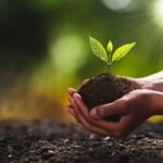 Hands holding a small green plant in soil against a blurred sunny background.