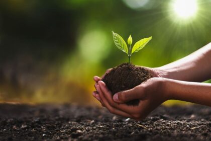 Hands holding a small green plant in soil against a blurred sunny background.