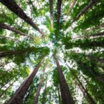Low-angle view looking up at tall redwood trees against a bright sky.