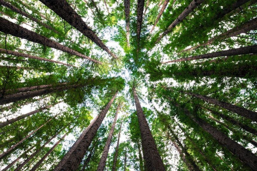 Low-angle view looking up at tall redwood trees against a bright sky.